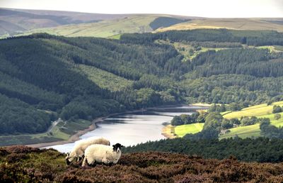 Scenic view of landscape