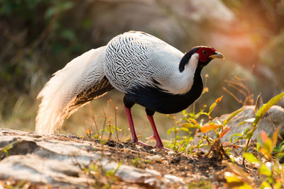 Close-up of bird perching on a field