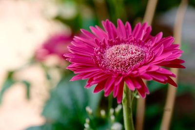 Close-up of pink flower