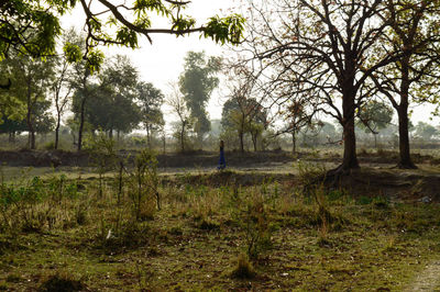 Trees on field in forest