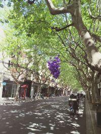 View of trees along plants