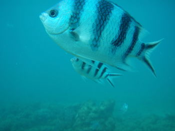 Fish swimming in sea