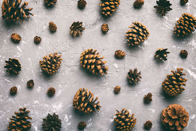 High angle view of pine cones