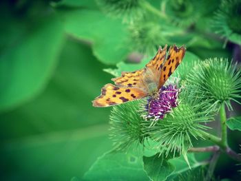 Close-up of butterfly pollinating on flower