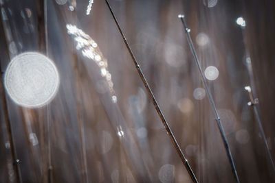 Close-up of wet plants against blurred background