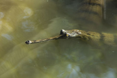 High angle view of turtle in sea