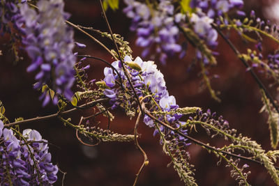 Close-up of purple flowering plant