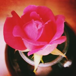 Close-up of pink rose