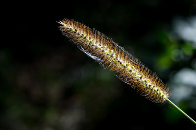 Close-up of plant