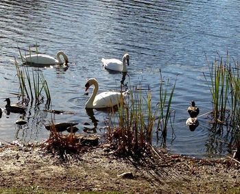 Birds in calm water