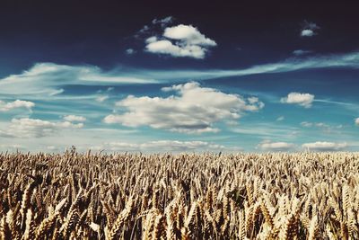 View of stalks in field against cloudy sky