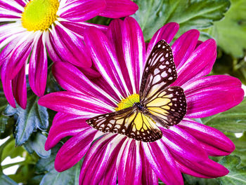 Close-up of butterfly pollinating on pink flower