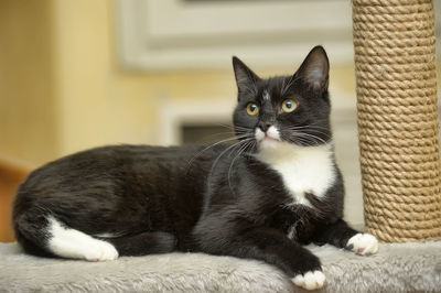 Close-up portrait of a cat