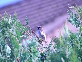 Bird perching on plant