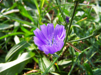 Close-up of purple flowers blooming outdoors