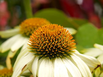 Close-up of yellow flower