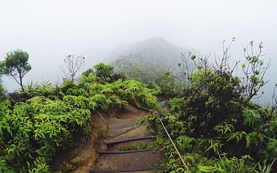 Plants growing on mountain against sky