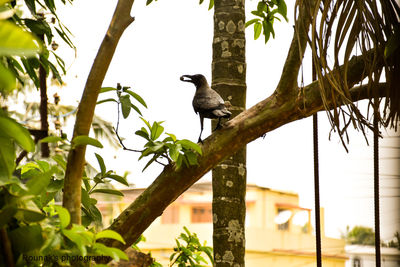 Low angle view of birds perching on branch