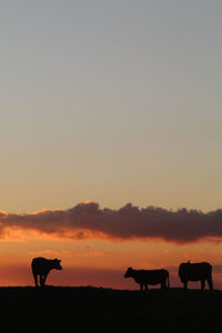 Silhouette of two horses on field during sunset