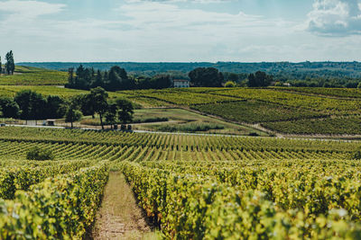 Scenic view of vineyard against sky