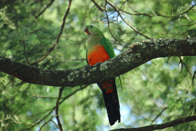 Bird perching on branch