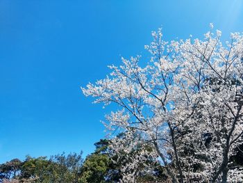 Low angle view of apple blossoms in spring against blue sky