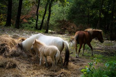 Horses grazing on field in forest