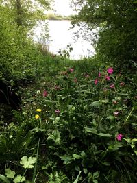 View of flowering plants in garden