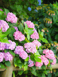 Close-up of pink hydrangea flowers