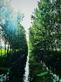 Sun shining through trees in park