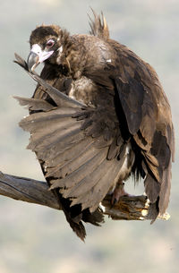 Low angle view of eagle perching on a bird