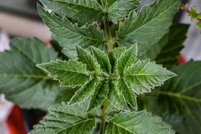 Close-up of fresh green leaves