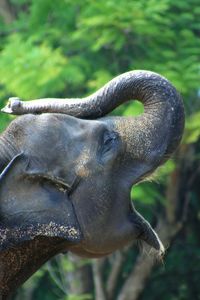 Close-up of elephant statue