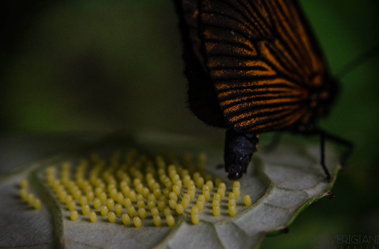 Juan Cruz Polverigiani