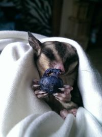 Sugar glider eating fruit at home