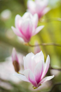 Close-up of pink flower blooming outdoors