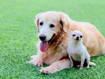 Dogs sitting on field