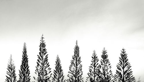 Low angle view of stalks in field against sky