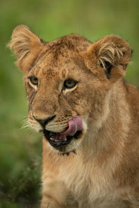 Close-up of lion cub sitting licking mouth