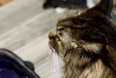 Close-up of a cat