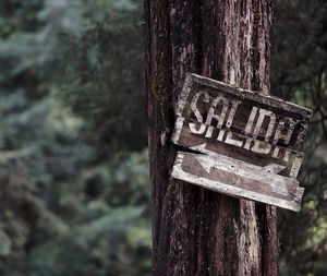 Close-up of text on tree trunk in forest