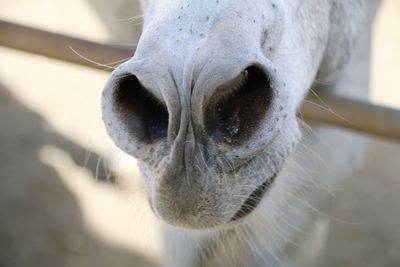 Close-up of an animal