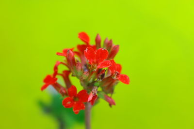 Close-up of red flowers