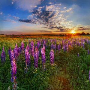 Purple flowering plants on field against sky during sunset