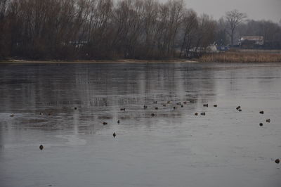 Birds swimming in lake