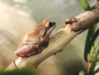 Close-up of lizard on tree