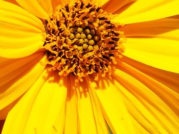 Macro shot of sunflower