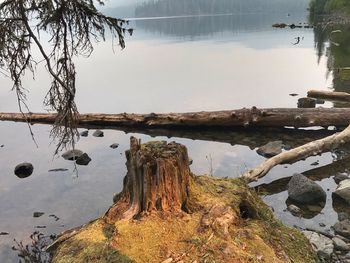 Close-up of tree trunk by lake