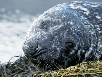 Close-up of an animal