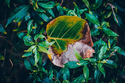 High angle view of leaves on plant